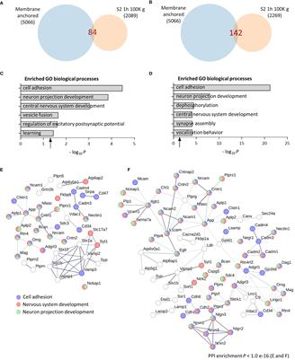 A methodology to globally assess ectodomain shedding using soluble fractions from the mouse brain